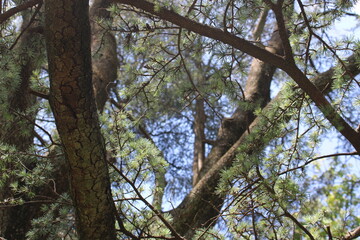 Fototapeta na wymiar Pine tree