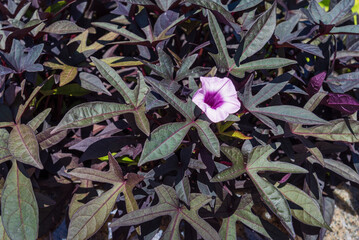 Leaves and flower of Ipomoea batatas in the park, background.