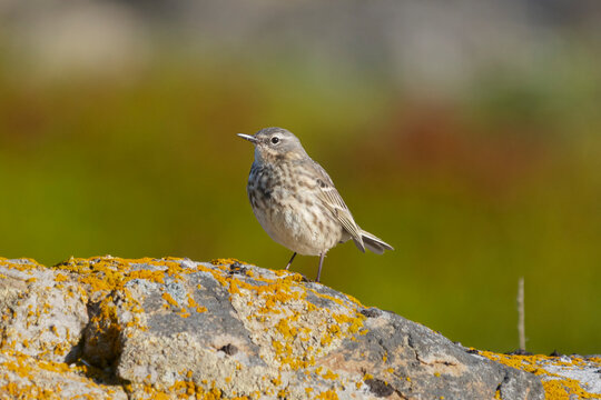 European rock pipit - Anthus petrosus - on the rock on green background. Photo from Ekkeroy at Varanger Penisula in Norway.