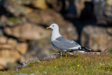 Common gull or sea mew - Larus canus - standing in grass with brown cliff in background. Photo from Ekkeroy in Norway.