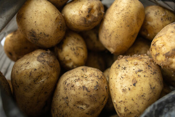 potatoes in a black plastic bag, fresh harvest. Potato supply issues, sales restrictions, global famine, world potato shortage
