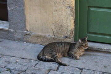 Street cat