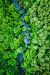 Aerial view of forest and river. Nature in Poland