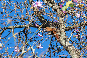 Cat's Soul Bird isolated in selective focus with blue sky background