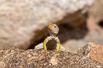 Collared lizard, Crotaphytus collaris, basking on a boulder in the Sonoran Desert landscape in the foothills of the Catalina Mountains. Beautiful, colorful reptile. Pima County, Arizona, USA.