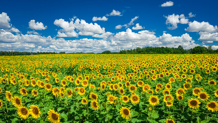 Fototapeta premium Stunning aerial view of sunflower field in sunny summer day
