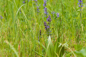 Purple orchid flowers Orchid - Orchis on a green field. The background is beautiful bokeh.