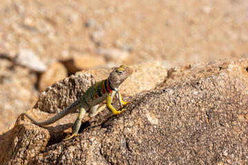 Collared lizard, Crotaphytus collaris, basking on a boulder in the Sonoran Desert landscape in the foothills of the Catalina Mountains. Beautiful, colorful reptile. Pima County, Arizona, USA.