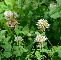 Trifolium repens. The white clover grows on a meadow