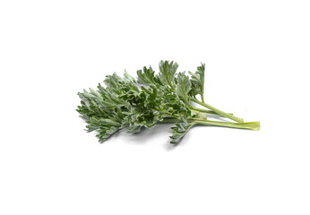 Wormwood Isolated on White Background