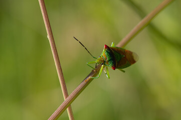 Acanthosoma haemorrhoidale - Hawthorn shield bug/Punaise de l'aubépine - Punaise ensanglantée