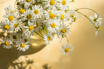 Flowers composition. Chamomile flowers on yellow background. Spring, summer concept.