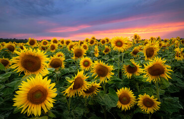 Beautiful sunset over sunflowers field