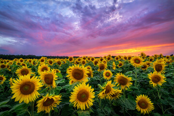 Beautiful sunset over sunflowers field - Powered by Adobe