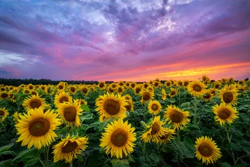 Foto op Plexiglas Prachtige zonsondergang over zonnebloemenveld © Piotr Krzeslak