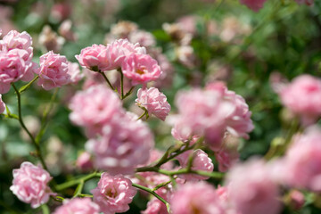 pink flowers on a rose bush