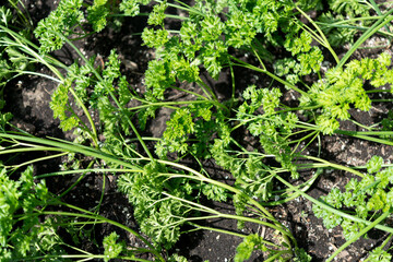parsley 