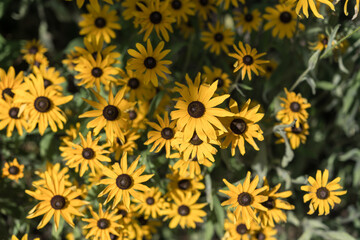 yellow flowers background