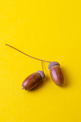 two oak acorns on a yellow background