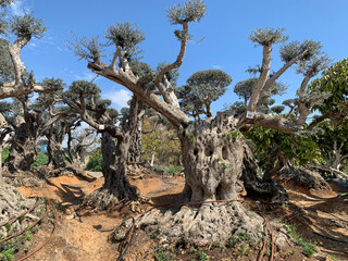 Old fantastic bizarre olive trees in moshav Zimrat
