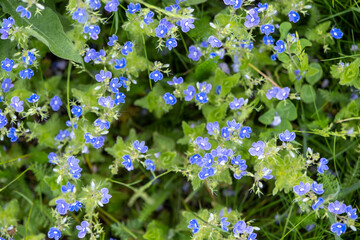 Delicate background with small blue flowers. Natural background, texture