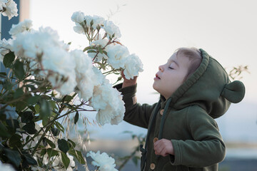 cheerful Toddler girl smelling white roses in the rose garden
