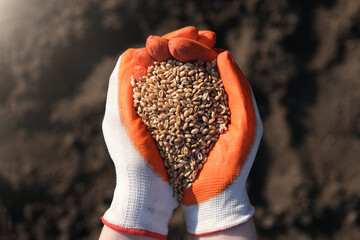 Hands in protective gloves full of wheats on a background of black earth. The concept of harvest, sowing company or agriculture.