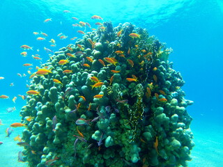 Naklejka na ściany i meble Coral reef and water plants in the Red Sea, Eilat Israel 