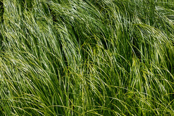 Long green grass background with reflected sunlight bending in the wind