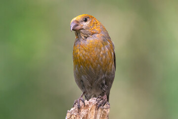 Pine grosbeak - Pinicola enucleator - female in yellow lumage perched with green background. Photo from Kammanen in Finland.