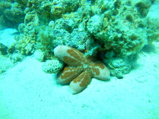 Starfish On the seabed in the Red Sea, Eilat Israel
