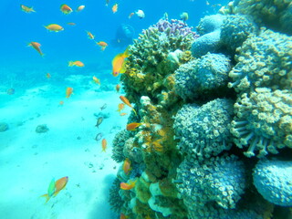 Coral reef and water plants in the Red Sea, Eilat Israel
