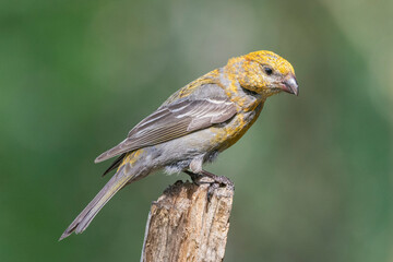 Pine grosbeak - Pinicola enucleator -female in yellow plumage perched with green background. Photo from Kammanen in Finland.