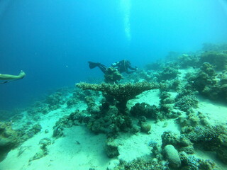 Coral reef and water plants in the Red Sea, Eilat Israel
