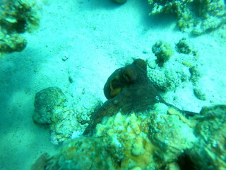 Octopus king of camouflage in the Red Sea, Eilat Israel 
