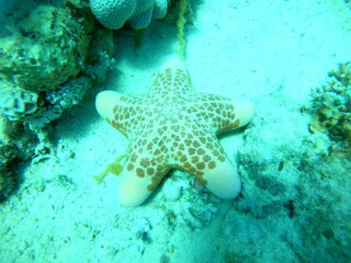 Starfish On the seabed in the Red Sea, Eilat Israel
