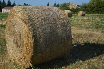 Hay roll in the field