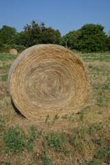 Hay roll in the field