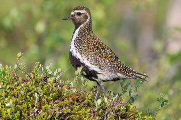European golden plover - Pluvialis apricaria - in green grass. Photo from Sonfjället National Park in Sweden.