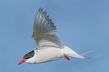 Arctic tern - Sterna paradisaea - with spread wings in flight on blue sky background. Photo from Ekkeroy, Varanger Penisula in Norway. The Arctic tern is famous for its migration.