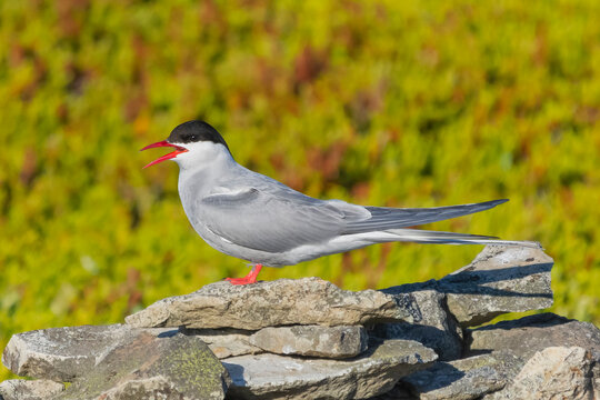 Arctic tern - Sterna paradisaea, standing on the stone with colorful vegatation in background. Photo from Ekkeroy at Varanager Penisula in Norway. The Arctic tern is famous for its migration.