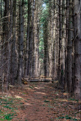 Fototapeta premium Hiking Through The Pine Forest