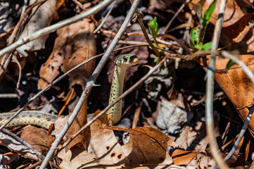 Snake Awakening from Hibernation