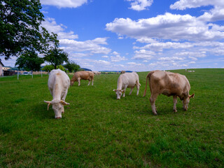 Obraz premium Cows on a meadow.