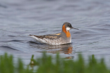 Red-necked phalarope, northern phalarope, hyperborean phalarope - Phalaropus lobatus, swimming in calm water with vegetation in background. Photo from Vadso at Varanger Penisula in Norway.