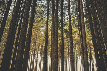 Fototapeta premium Tall straight pine forest