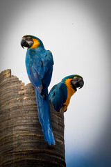 blue and yellow macaw