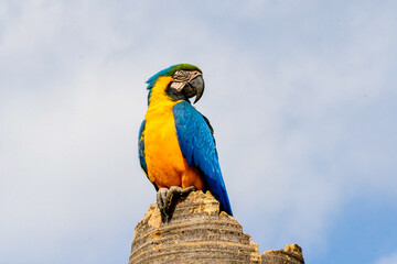 blue and yellow macaw