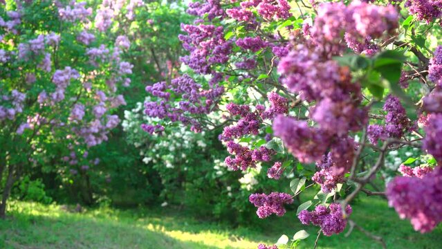 Beautiful lilac blossoming in bright sunlights. Branches of lilac tree blooming Tranquil view of charming violet flowers swaying on wind. Meditative Floral concept