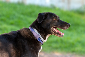close-up of beautiful black dog in nature